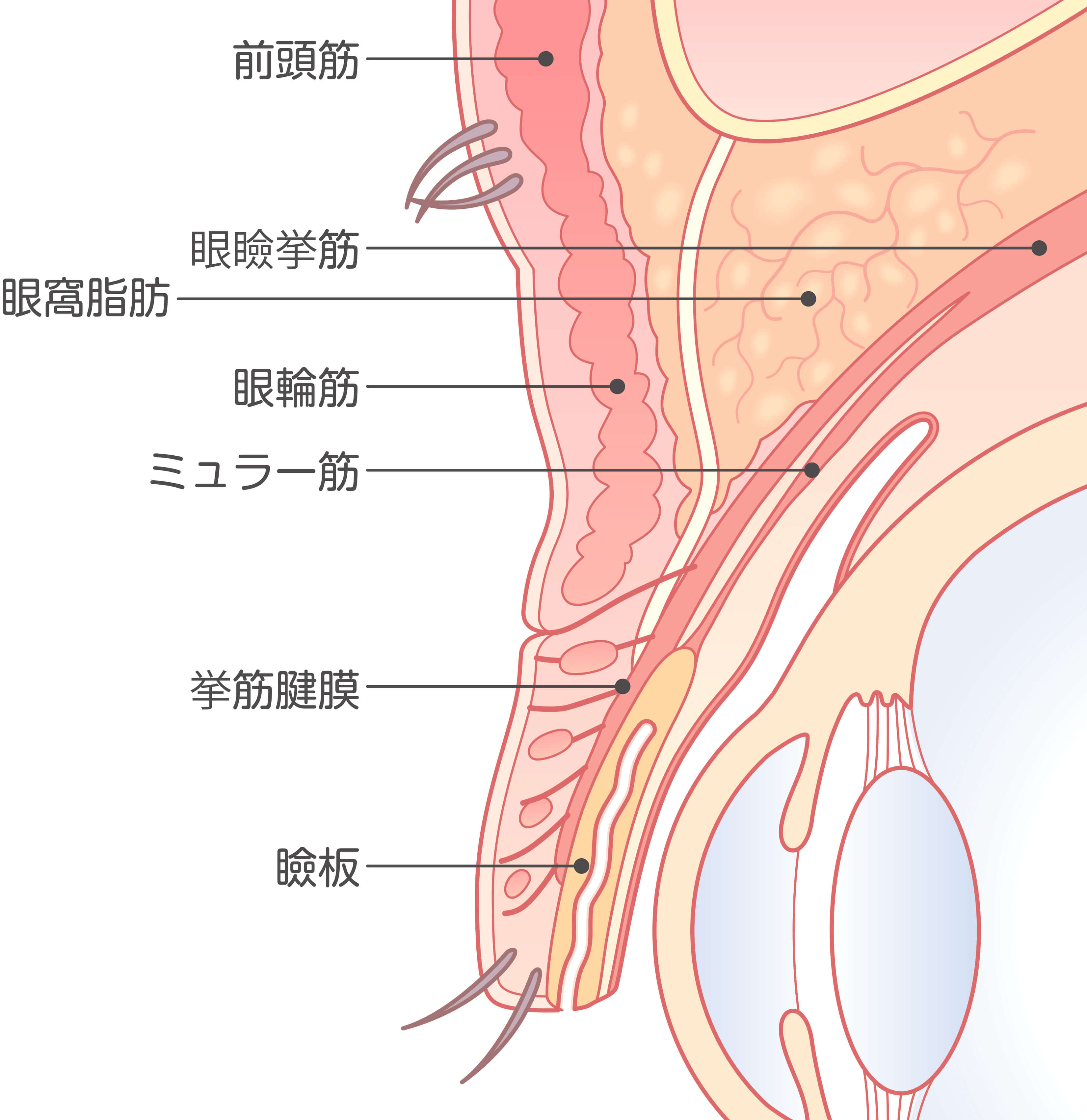 手術に関係するまぶた周辺の組織